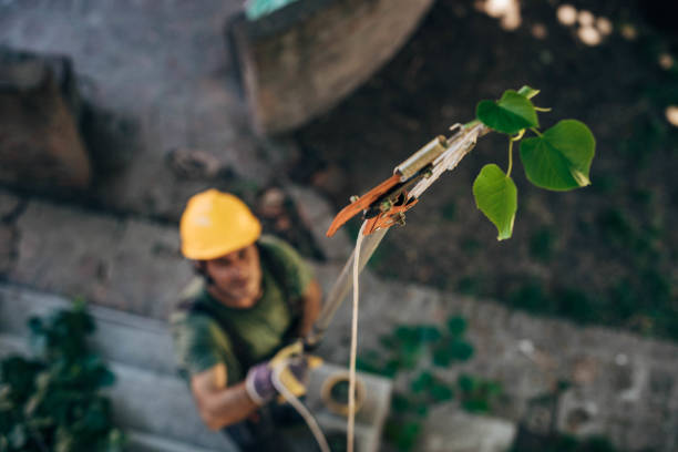 Best Tree Trimming and Pruning  in Leonardo, NJ